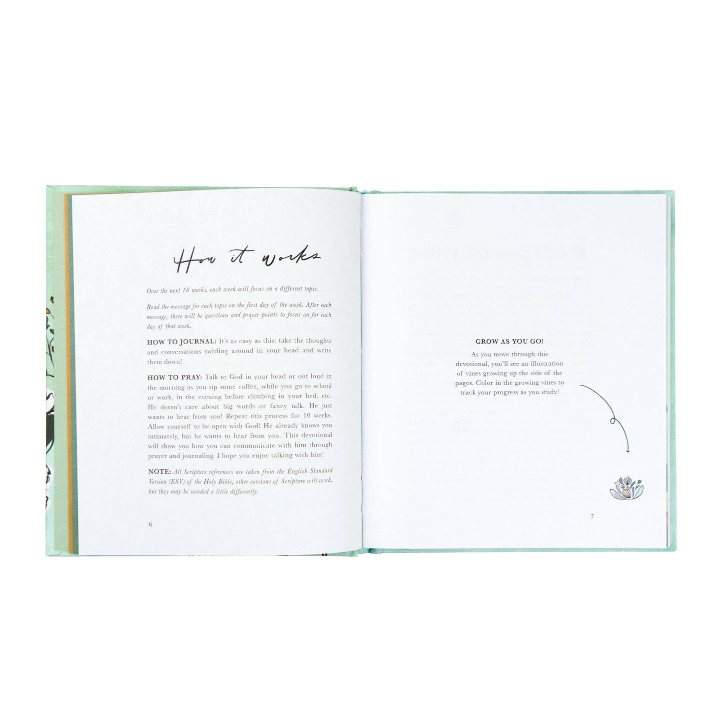 Bible Study: Rooted to Rise by Haley Crabtree